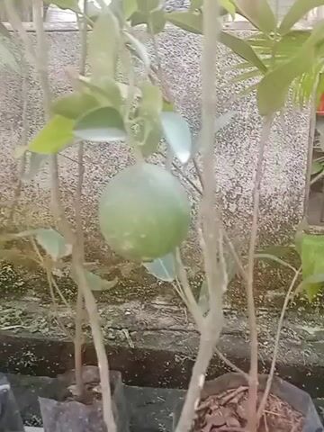 A video shows a close-up view of a small tree with several branches. A single green fruit hangs from one of the branches. The tree has green leaves, and some of the branches are bare. The background is blurry, but appears to be a wall or fence. The video is shaky and out of focus.