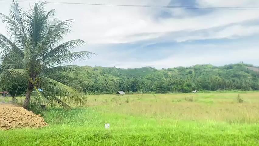 A static shot shows a landscape in the countryside. A coconut tree with coconuts stands to the left. Next to the coconut tree is a pile of rocks. A field of green and tan grasses stretches out into the distance, towards a gently rising hill covered in trees. The sky above is partly cloudy. In the background, there are two small, simple structures in the field. Audio includes a child speaking, and the sound of Muslim prayer music.