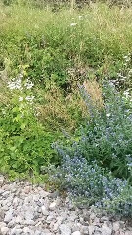 The video shows a patch of ground covered with gravel in the foreground. Behind the gravel is a dense collection of various plants, including tall grasses and leafy green plants with small white flowers and clusters of small blue-purple flowers. The plants are growing on an embankment that slopes upwards. The scene appears to be outdoors, likely in a natural or semi-natural setting. The lighting suggests it is daytime, possibly overcast or in the shade as there are no strong shadows. There are no people or animals visible in the video.