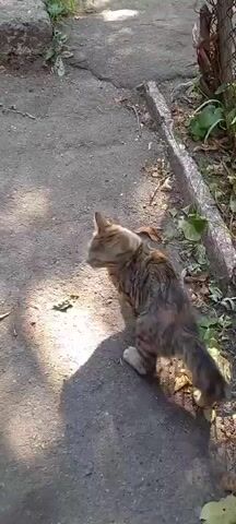 The video shows a brown tabby cat walking on a dirt path next to a chain-link fence. Yellow flowers are growing on the other side of the fence. The cat walks towards the fence and then disappears from view. The video then focuses on the yellow flowers.