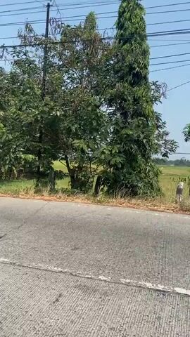 A video shows a view from a moving vehicle on a paved road. To the left of the road, there is vegetation, including trees and bushes. Beyond the vegetation, there is a green field. To the right of the road, there are also trees and bushes, as well as a building with a red door and a white facade. There are also flags visible on poles in front of some buildings. A motorcycle with a rider is seen passing by. The sky is blue and clear.