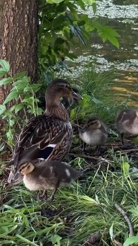 A mother duck stands next to three ducklings near a body of water. The ducklings are all brown and fuzzy, with darker markings on their heads and backs. The mother duck is also brown, with a blue speculum on her wings. The scene is set in a grassy area with trees and foliage. The water appears to be still, with some lily pads floating on the surface. The lighting suggests it is either early morning or late evening.