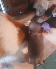 Cats, monkeys, rat interact in Thai kitchen area