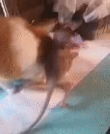 Cats, monkeys, rat interact in Thai kitchen area