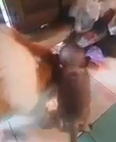 Cats, monkeys, rat interact in Thai kitchen area