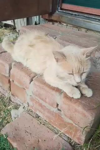 A pale orange cat is resting on a brick ledge outdoors. The cat is facing right and is lying down with its eyes mostly closed, appearing to be asleep or relaxed. Its tail is curled up slightly behind it. The bricks are weathered and some are chipped. In the background, there is a wooden structure and a window with a green blind. Sunlight is illuminating the scene, casting shadows. The ground around the bricks is covered with dry grass and some green blades of grass are visible.
