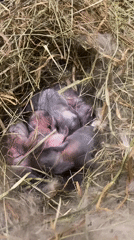 Newborn and adult rabbits resting in a home enclosure