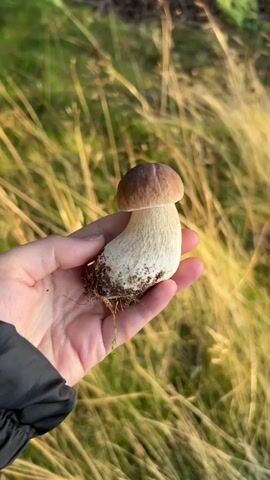 A person holds a single mushroom with a brown cap and white stem in their right hand. The mushroom has soil and some moss attached to its base. The background is blurred, showing tall, golden-brown grass and some green foliage, suggesting an outdoor, natural setting. The lighting appears to be natural, possibly from the sun. The person is wearing a dark jacket.