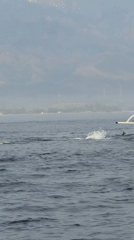 Dolphins leaping alongside a boat off the Gerokgak coast
