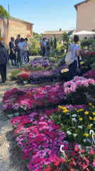 Outdoor flower and craft market draws shoppers in Rome