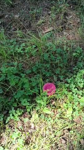 A video shows a bright pink, round object, possibly a mushroom, on the ground surrounded by green clover and grass. The object is in focus and appears to be the only distinct item in the frame. The lighting suggests it is daytime, with some shadows indicating sunlight filtering through trees or foliage. The background is a blur of green and brown, suggesting a natural outdoor environment. The video is short, lasting only a few seconds, and features a faint, ambient sound, possibly wind or distant nature sounds.