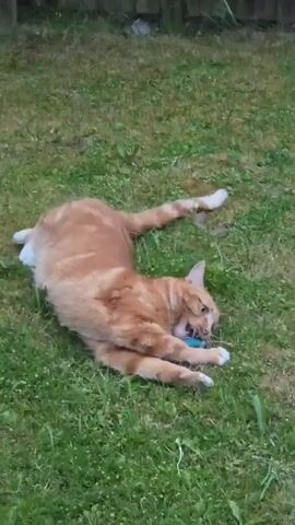 The video shows an orange tabby cat playing with a blue cat toy on a patch of green grass. The cat rolls around and paws at the toy, batting it around with its front paws. The cat is primarily orange, but has white paws. The background consists of a grassy lawn and a wooden fence. The cat is the main focus of the video.