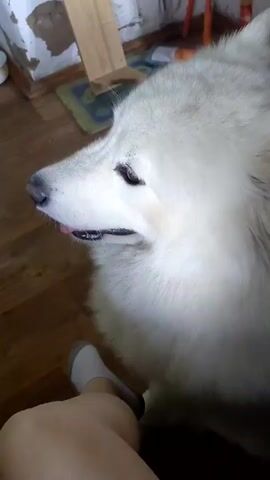 A fluffy white dog with its eyes closed is being petted by a person's hand and leg. The dog's tongue is slightly sticking out. The background shows a wooden floor, a rug, and a wall with some peeling paint. The lighting is dim.