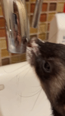 Woman films pet ferret drinking from faucet in Mexico