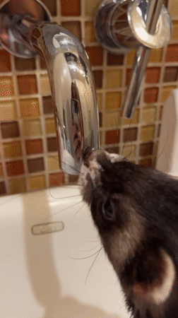 Woman films pet ferret drinking from faucet in Mexico