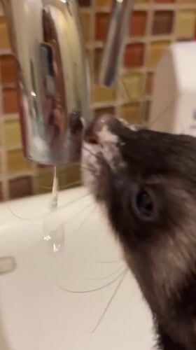 Woman films pet ferret drinking from faucet in Mexico