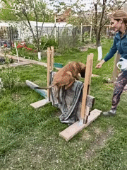 Woman trains tan dog in backyard garden setting