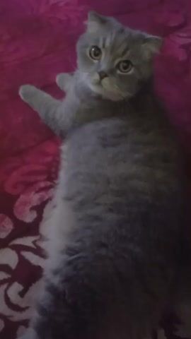 A gray kitten with folded ears is lying on its back on a red patterned surface. The kitten turns its head to the right and then back to the left.