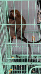Two caged macaque monkeys observed in Pattaya Thailand
