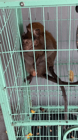 Two caged macaque monkeys observed in Pattaya Thailand