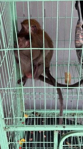 Two caged macaque monkeys observed in Pattaya Thailand