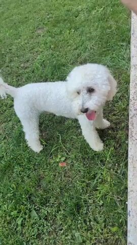 The video captures a white poodle-like dog on a grassy lawn next to a concrete structure. The dog is facing the concrete, sniffing or investigating it with its nose. The grass appears to be well-maintained, with some patches of dirt or bare earth visible. In the background, a portion of a backyard can be seen, with what looks like a swing set and possibly a building. The lighting suggests it is daytime, likely outdoors in a residential area, possibly a backyard. The dog appears curious and engaged with its surroundings. No text is visible in the video.