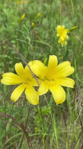 This is a close-up video of yellow daylilies in a field of tall grass and weeds. The camera pans slowly to the right, showing several yellow daylily flowers in various stages of bloom. Some flowers are fully open, while others are still in bud. The background is a blur of green and brown foliage, suggesting a natural, outdoor setting. A thin, dry stem with a few seed heads crosses in front of two of the flowers in the foreground. The lighting appears to be natural daylight, and the focus is on the flowers, with the background softly blurred.