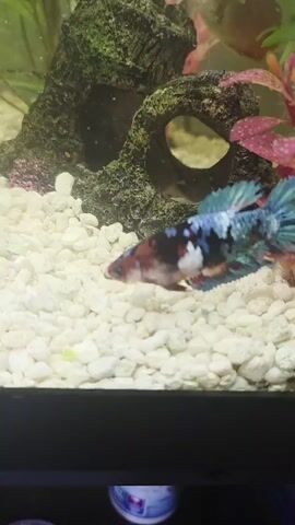 This video shows a betta fish swimming in an aquarium. The aquarium contains white gravel on the bottom, a large decorative rock structure with openings, and several artificial plants, including some with red leaves and others with green leaves. The betta fish is colorful, with patches of blue, black, white, and red. It moves around the tank, swimming near the gravel, the rock structure, and the plants. In the background, another fish, possibly a Gourami, can be seen. The video is shot from a slightly high angle, looking down into the aquarium.