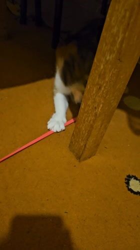 Domestic scenes with cats and decorative items documented in Yambol