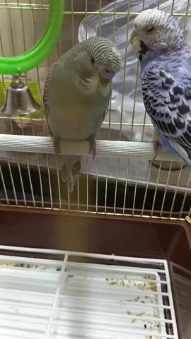 The video shows two budgies inside a cage. The budgie on the left is a light grey color and is perched on a white horizontal bar. The budgie on the right is blue and white and is also perched on the same bar. Both budgies are looking towards each other. In the background, a green plastic ring and a small bell can be seen hanging from the top of the cage. The bottom of the cage has a white grate with some seeds scattered on it.