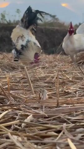 A rooster with black, white, and yellow plumage is pecking at straw on the ground. Another white chicken is visible in the background to the right. The setting appears to be a field with hay bales and distant hills under a bright sky.
