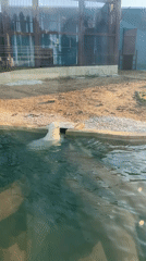 Zoo animals observed at water features in Perm