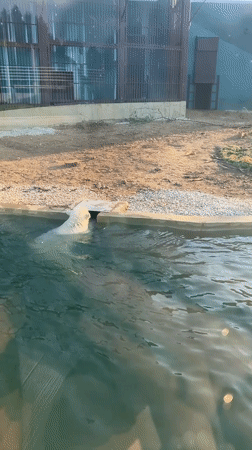 Zoo animals observed at water features in Perm