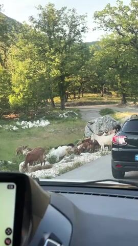 A view from inside a parked car shows a herd of goats blocking a road in a mountainous, wooded area. The goats, of various colors including white, brown, and black, are gathered at the edge of the road, some standing on the asphalt. To the right, a dark-colored car is also stopped. The surrounding environment consists of green trees, some sparse vegetation, and rocky outcrops. The vehicle's dashboard is visible in the foreground.