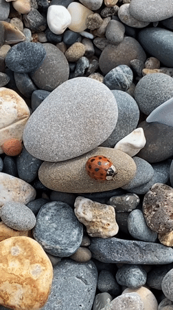Ladybug crawling across river pebbles in Abkhazia