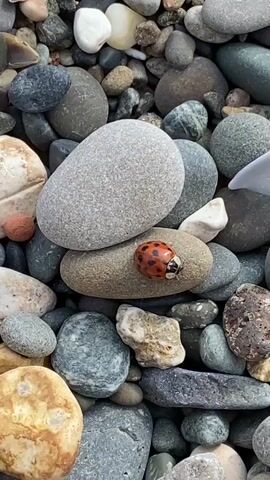 A close-up, top-down video shows a ladybug resting on a smooth, oval, brown stone. The stone is situated on top of a larger, smooth, light gray oval stone. Both stones are part of a collection of various sized and colored pebbles that cover the ground. The pebbles range in color from light gray and white to dark gray, brown, and muted greens. Some pebbles are smooth and rounded, while others are more angular and rough. The lighting suggests an outdoor environment, possibly a beach or rocky shoreline. The video is brief, capturing a static moment with no discernible movement other than potential camera shake.