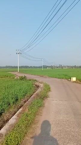 The video shows a first-person perspective of someone walking on a paved road. The road is surrounded by lush green fields on both sides, suggesting a rural or agricultural setting. Utility poles with power lines stretch across the frame, following the path of the road. In the distance, a line of trees can be seen, and the sky is clear and blue. The sunlight casts a shadow of the person walking on the road. There are a few small birds visible in the sky and near the utility poles. The scene is peaceful and serene.