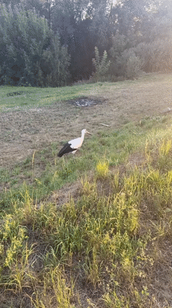 Storks, a bandura, and a pile of plush toys