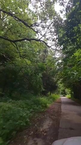 The video shows a view from a vehicle driving down a paved road through a forest. Trees line both sides of the road, with lush green foliage forming a canopy overhead. The road appears to be in decent condition, with some cracks and patches visible. The lighting suggests it is daytime, possibly overcast or with dappled sunlight filtering through the trees. The perspective is forward-facing, capturing the motion of the vehicle as it travels along the path.