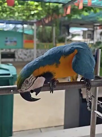 A blue and yellow macaw perches on a metal bar, its head lowered as if pecking at something on the bar. Its beak is dark and its eyes are light-colored with dark pupils. The macaw has blue feathers on its head, back, and wings, with yellow feathers on its chest and underside. The background is blurred but appears to be an outdoor setting with greenery and some structures that suggest a park or zoo. There are also some decorative banners hanging in the background. A chain is attached to the macaw's leg.
