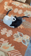 Black and white kittens play and explore a Konyaaltı home