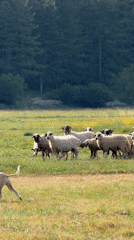 Quiet rural life in Erakovići, Montenegro
