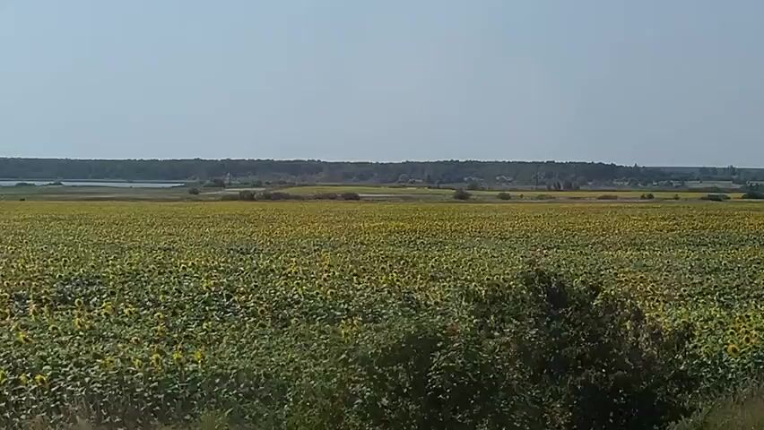 A drone shot pans across a vast field of sunflowers under a hazy blue sky. The field stretches from the foreground to a distant treeline that borders a body of water. The sunflowers are densely packed, creating a sea of yellow and green. In the foreground, the edge of the frame is blurred by passing foliage. The overall impression is one of a large, cultivated agricultural landscape.