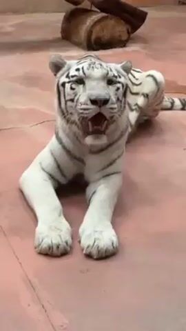 A white tiger lies on a pinkish-red floor in an enclosure. The tiger is resting, with its front paws extended, and its mouth is slightly open, as if panting or yawning. Behind it, there is a portion of a wooden log. The tiger has black stripes on its white fur and a long tail extending behind its body. The environment looks like a zoo enclosure or sanctuary, with simple, enclosed surroundings.