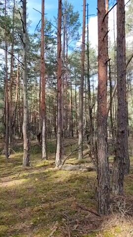 The video shows a forest with tall pine trees. The ground is covered in moss and fallen branches. The sky is blue with some clouds. The camera pans up through the trees, showing the canopy and the sky.