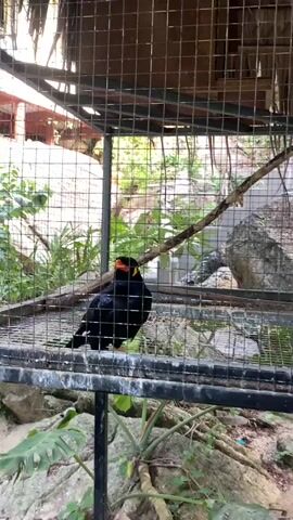 The video shows a black bird with a bright orange beak and yellow patches near its eyes in a cage. The cage is made of metal wire and has a roof made of light-colored wood and straw. Inside the cage, there is a branch, some plants, and a rock. Outside the cage, the background includes lush green plants and other rocks. The bird appears to be stationary for the duration of the video, except for some slight head movement, and it makes a laughing sound.