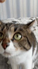 Woman documents morning moments with cats and dogs in Izhevsk