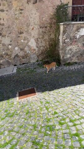The video shows an outdoor cobblestone pathway in a European village on a sunny day. Initially, an orange cat walks across the pathway. The cat exits the frame and a black dog with white markings on its chest and paws enters the scene, walking towards the camera. The background consists of stone buildings and some vegetation.