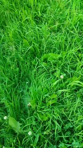 The video shows a first-person perspective of someone walking through tall green grass. The camera angle is pointed downwards, focusing on the ground and the person's left foot, which is wearing a dark sandal. The grass is lush and appears to be relatively untamed, with some blades taller than others. Sunlight filters through the grass, creating a dappled effect. The person is moving forward, with the grass rustling around their feet. There are no other people or objects clearly visible in the frame.