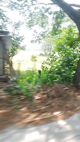 The video shows a moving perspective, likely from a vehicle, traveling along a road. The environment is rural, with lush greenery and trees lining the sides of the road. In the foreground, a dirt or gravel path is visible, with some dry leaves scattered on it. The middle ground features a mix of natural vegetation and man-made structures. There are trees with dense foliage, some with pink blossoms, and a building with a red roof and white walls. A smaller, more rustic building with a corrugated metal roof and what appears to be a green sign is also visible. The background shows open fields and a bright, overcast sky. The camera movement is consistent, suggesting a steady journey. No people or animals are clearly discernible in the footage.
